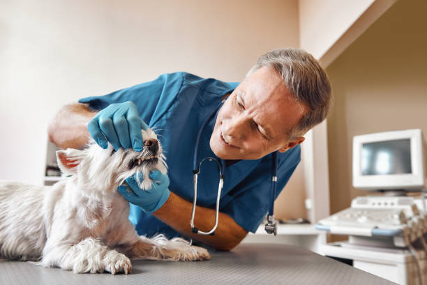 Best Emergency X-Rays and Diagnostics in Cave City, KY